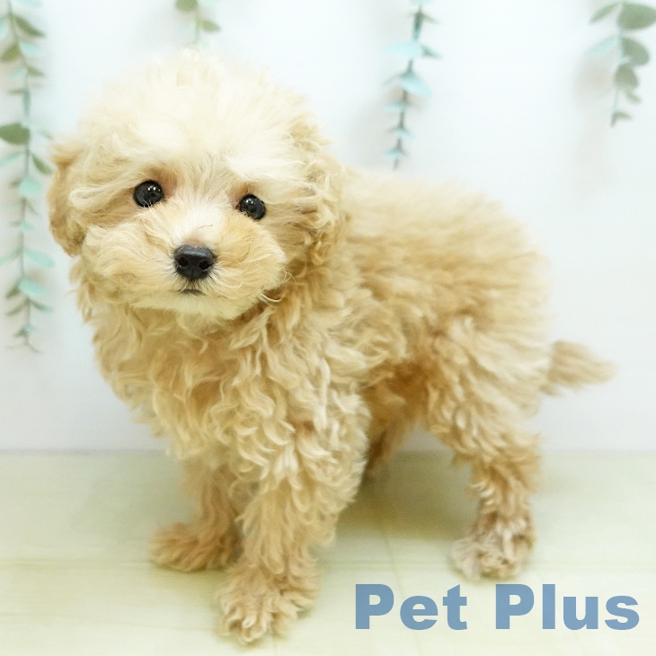 愛媛県のトイプードル(トイ) (ペットプラス 新居浜店/2025年11月11日生まれ/女の子/アプリコット)の子犬の1枚目の画像