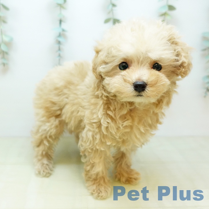 愛媛県のトイプードル(トイ) (ペットプラス 新居浜店/2025年11月11日生まれ/女の子/アプリコット)の子犬の2枚目の画像