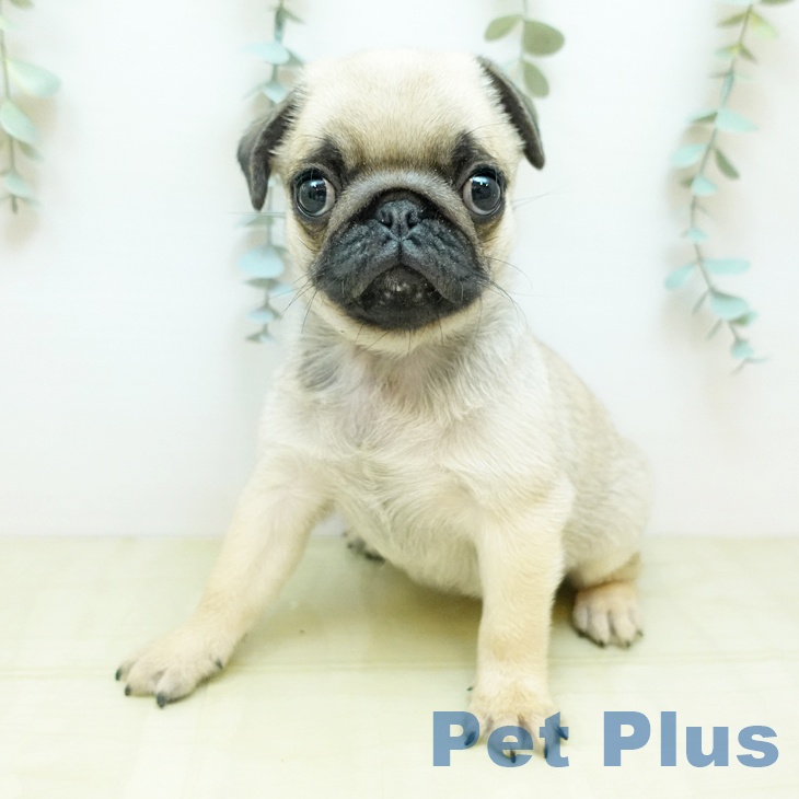 岡山県のパグ (ペットプラス 岡山店/2025年11月22日生まれ/女の子/フォーン)の子犬