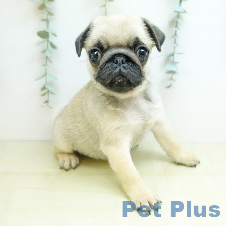 岡山県のパグ (ペットプラス 岡山店/2025年11月22日生まれ/女の子/フォーン)の子犬の2枚目の画像