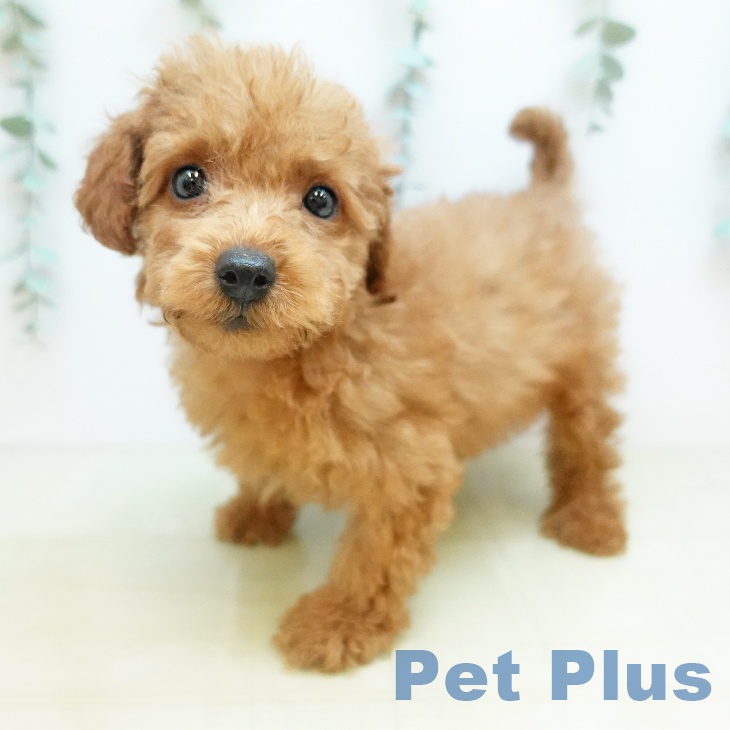 岡山県のトイプードル(トイ) (ペッツワン 岡山南店/2025年11月13日生まれ/男の子/アプリコット)の子犬の2枚目の画像