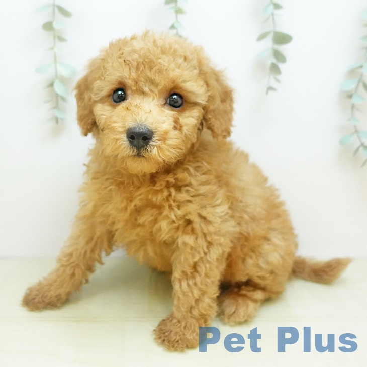 香川県のトイプードル(トイ) (ペットプラス 高松店/2025年11月22日生まれ/男の子/アプリコット)の子犬の1枚目の画像