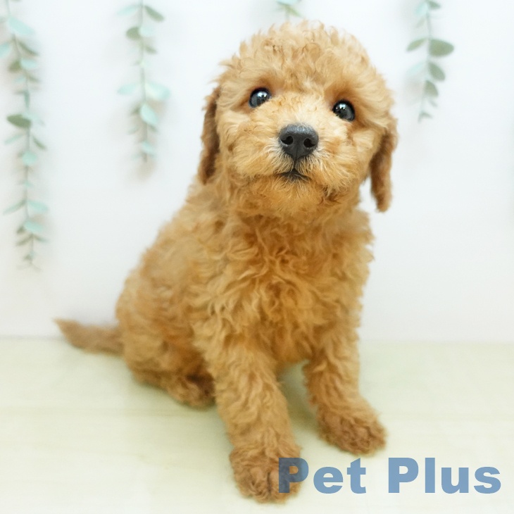 香川県のトイプードル(トイ) (ペットプラス 高松店/2025年11月22日生まれ/男の子/アプリコット)の子犬の2枚目の画像