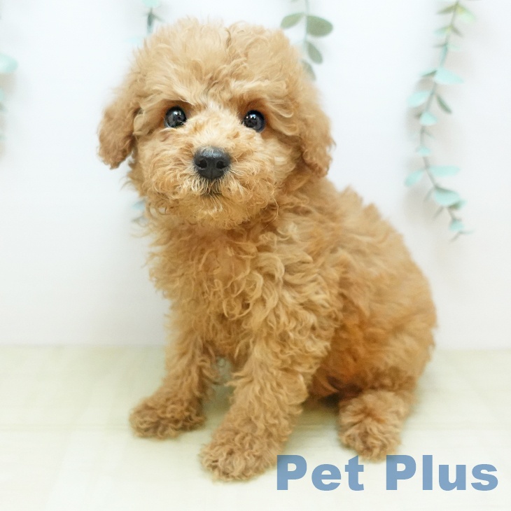 香川県のトイプードル(トイ) (ペットプラス 高松店/2025年11月22日生まれ/男の子/アプリコット)の子犬の1枚目の画像