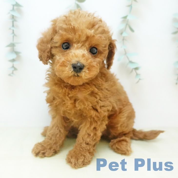 徳島県のトイプードル(トイ) (ペットプラス 徳島店/2025年11月22日生まれ/男の子/アプリコット)の子犬の1枚目の画像