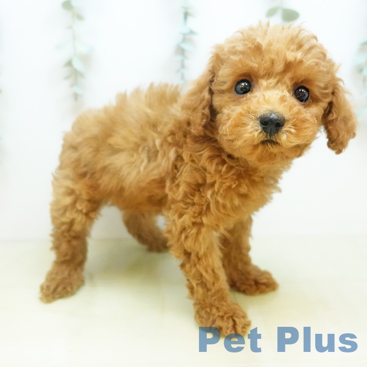 徳島県のトイプードル(トイ) (ペットプラス 徳島店/2025年11月22日生まれ/男の子/アプリコット)の子犬の2枚目の画像