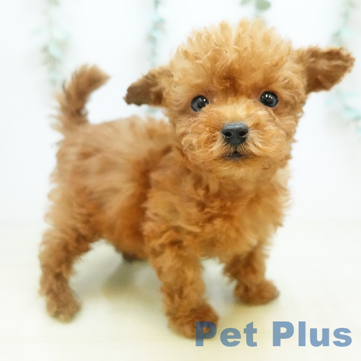 岡山県のトイプードル(トイ) (ペッツワン 岡山南店/2025年11月20日生まれ/男の子/アプリコット)の子犬の1枚目の画像
