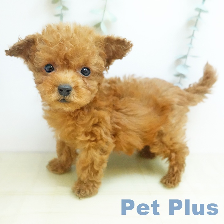 岡山県のトイプードル(トイ) (ペッツワン 岡山南店/2025年11月20日生まれ/男の子/アプリコット)の子犬の2枚目の画像