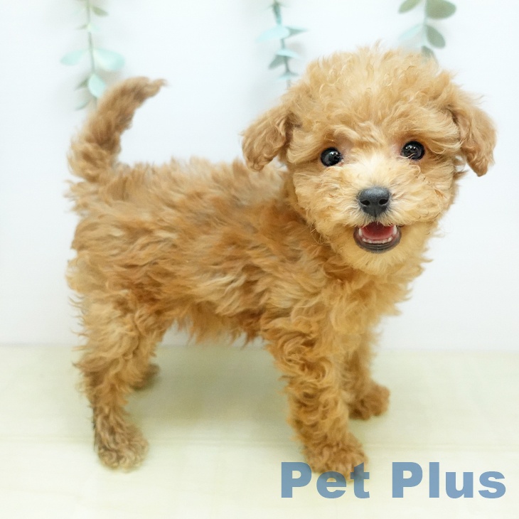 鳥取県のトイプードル(トイ) (ペッツワン 日吉津店/2025年11月20日生まれ/女の子/アプリコット)の子犬の1枚目の画像