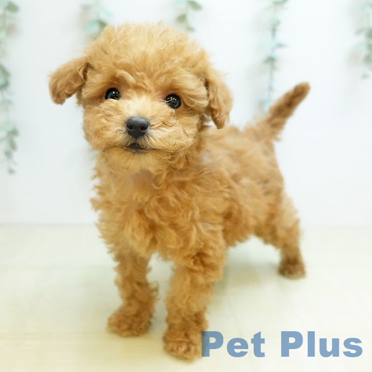 鳥取県のトイプードル(トイ) (ペッツワン 日吉津店/2025年11月20日生まれ/女の子/アプリコット)の子犬の2枚目の画像