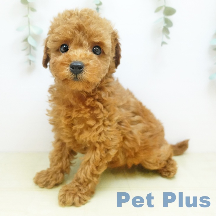 愛媛県のトイプードル(トイ) (ペットプラス 新居浜店/2025年11月20日生まれ/女の子/アプリコット)の子犬の1枚目の画像