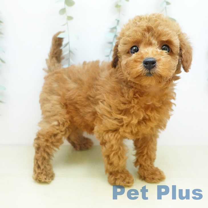 愛媛県のトイプードル(トイ) (ペットプラス 新居浜店/2025年11月20日生まれ/女の子/アプリコット)の子犬の2枚目の画像