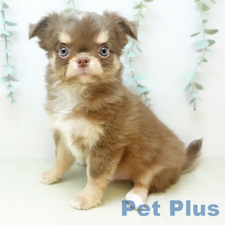 徳島県のチワワ(ロング) (ペットプラス 徳島店/2025年11月22日生まれ/男の子/チョコレートタンホワイト)の子犬の1枚目の画像