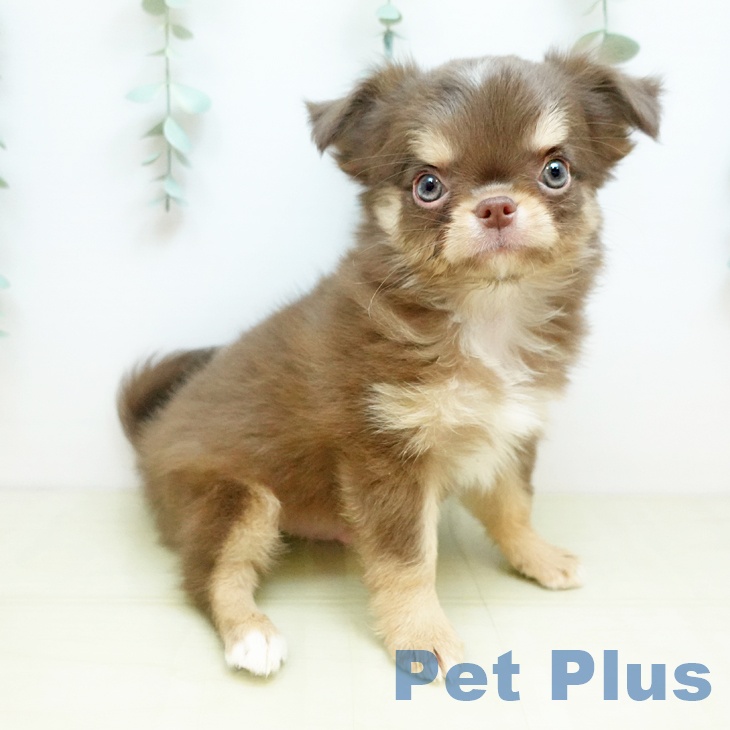 徳島県のチワワ(ロング) (ペットプラス 徳島店/2025年11月22日生まれ/男の子/チョコレートタンホワイト)の子犬の2枚目の画像