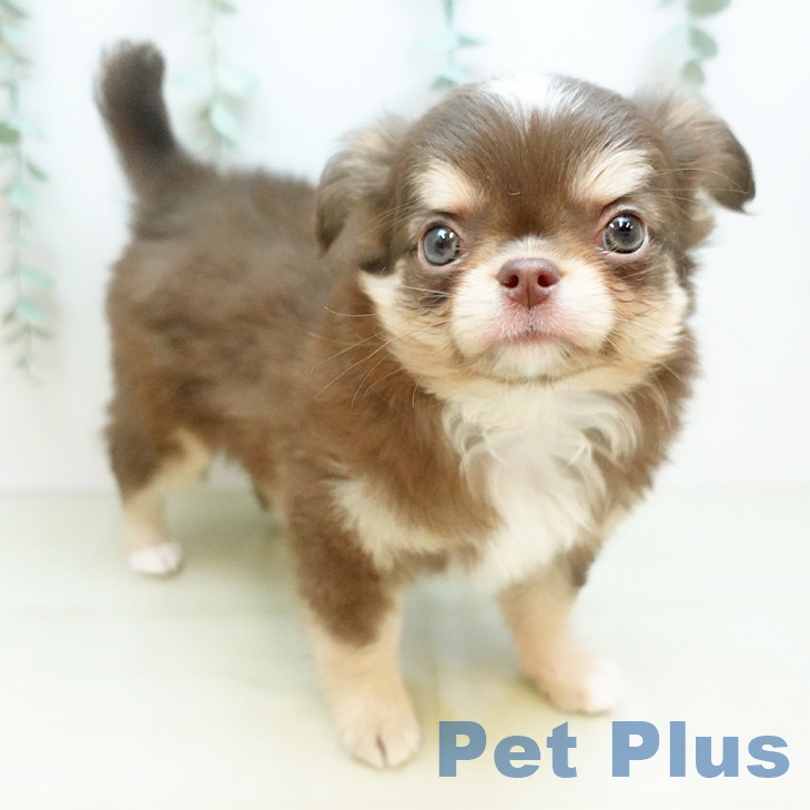 愛媛県のチワワ(ロング) (ペットプラス 新居浜店/2025年11月22日生まれ/男の子/チョコレートクリームホワイト)の子犬の1枚目の画像