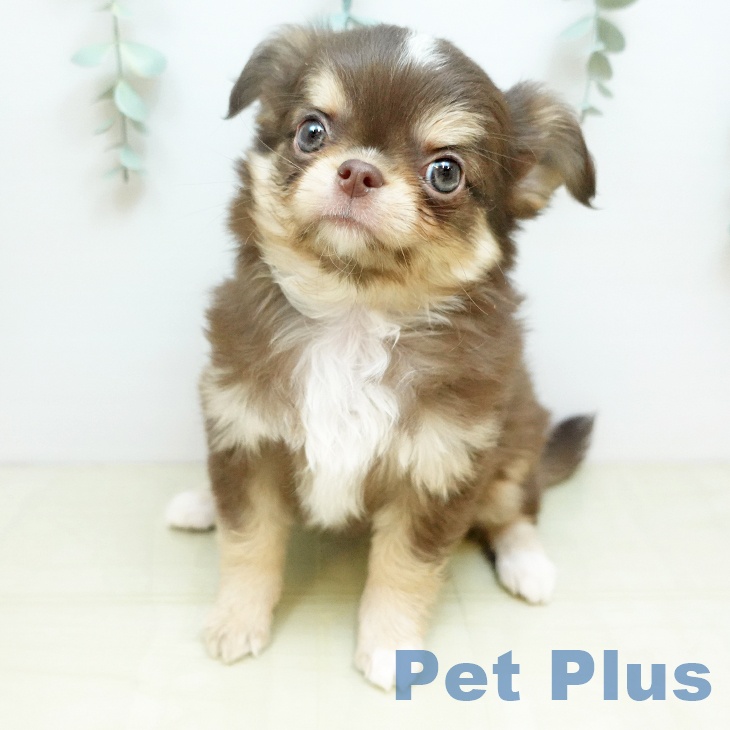 愛媛県のチワワ(ロング) (ペットプラス 新居浜店/2025年11月22日生まれ/男の子/チョコレートクリームホワイト)の子犬の2枚目の画像