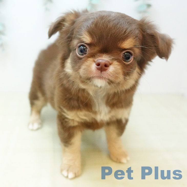 香川県のチワワ(ロング) (ペットプラス 綾川店/2025年11月22日生まれ/女の子/チョコレートタン)の子犬の1枚目の画像