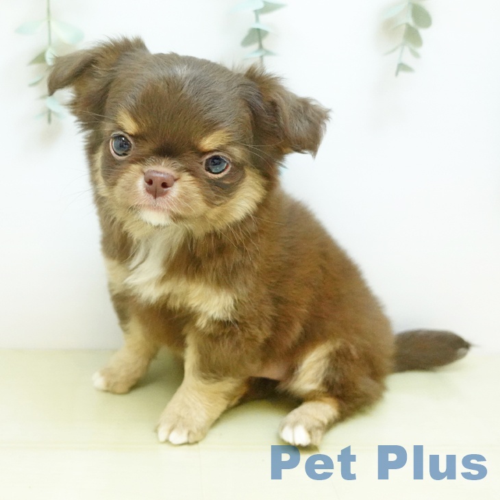 香川県のチワワ(ロング) (ペットプラス 綾川店/2025年11月22日生まれ/女の子/チョコレートタン)の子犬の2枚目の画像