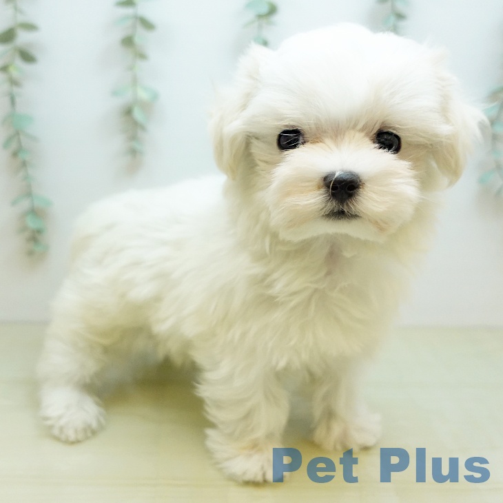 徳島県のマルチーズ (ペットプラス 徳島店/2025年11月26日生まれ/女の子/ホワイト)の子犬の1枚目の画像