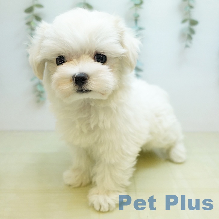 徳島県のマルチーズ (ペットプラス 徳島店/2025年11月26日生まれ/女の子/ホワイト)の子犬の2枚目の画像