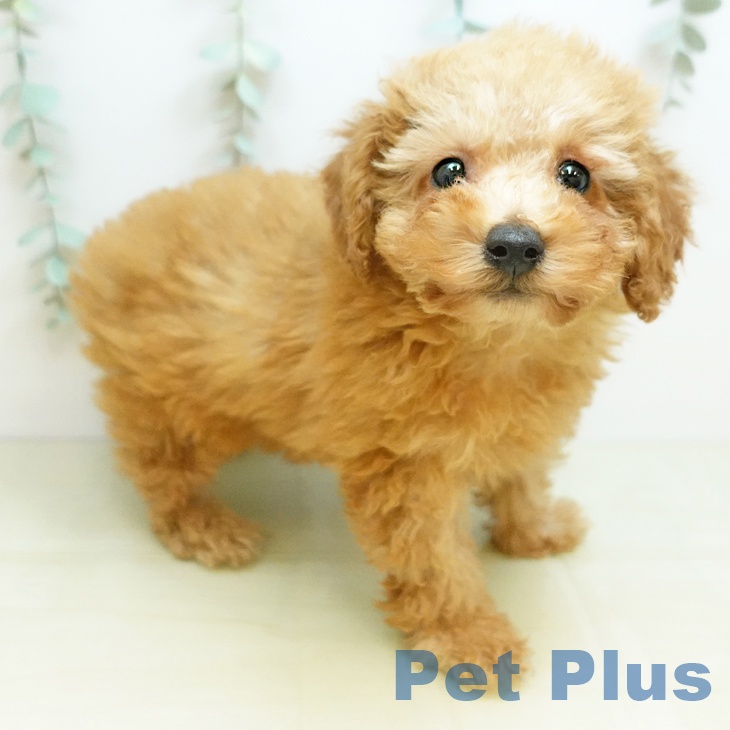 鳥取県のトイプードル(トイ) (ペッツワン 日吉津店/2025年11月23日生まれ/男の子/レッド)の子犬の1枚目の画像