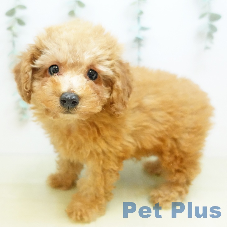 鳥取県のトイプードル(トイ) (ペッツワン 日吉津店/2025年11月23日生まれ/男の子/レッド)の子犬の2枚目の画像