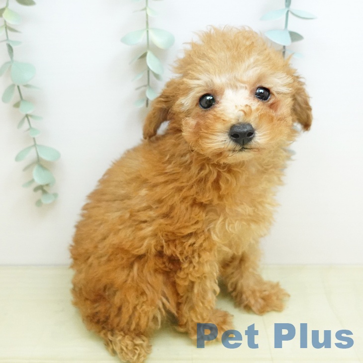 岡山県のトイプードル(トイ) (ペットプラス 岡山店/2025年11月23日生まれ/女の子/レッド)の子犬の1枚目の画像