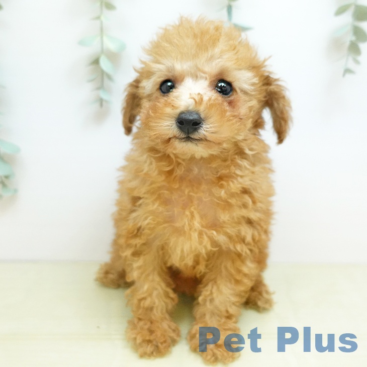 岡山県のトイプードル(トイ) (ペットプラス 岡山店/2025年11月23日生まれ/女の子/レッド)の子犬の2枚目の画像