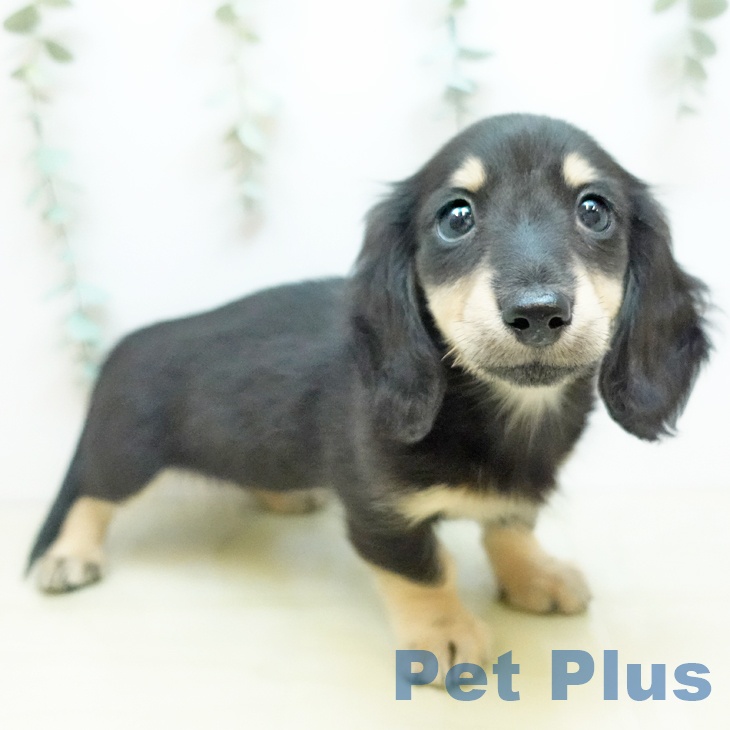 香川県のミニチュアダックスフンド(ロング) (ペットプラス 綾川店/2025年11月24日生まれ/女の子/ブラックイエロー)の子犬の1枚目の画像