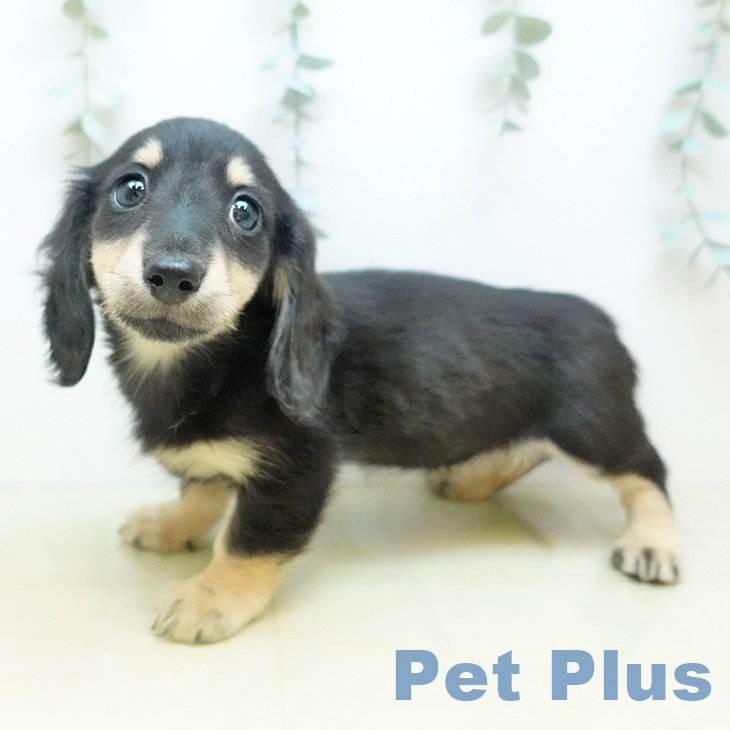 香川県のミニチュアダックスフンド(ロング) (ペットプラス 綾川店/2025年11月24日生まれ/女の子/ブラックイエロー)の子犬の2枚目の画像