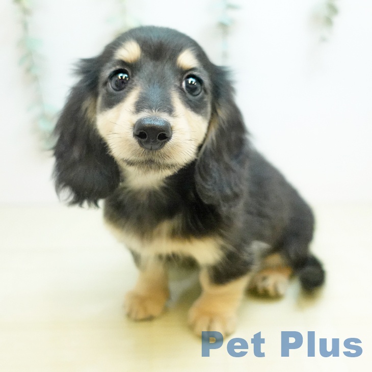 岡山県のミニチュアダックスフンド(ロング) (ペットプラス 岡山店/2025年11月24日生まれ/女の子/ブラックイエロー)の子犬の1枚目の画像