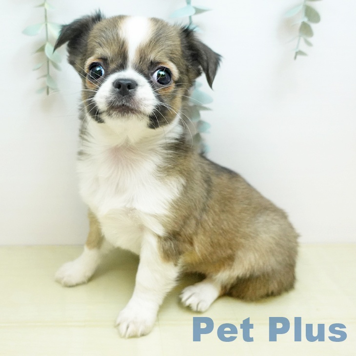 岡山県のチワワ(ロング) (ペットプラス 岡山店/2025年11月22日生まれ/男の子/フォーンホワイト)の子犬の1枚目の画像