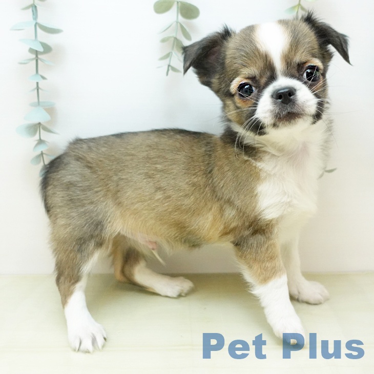 岡山県のチワワ(ロング) (ペットプラス 岡山店/2025年11月22日生まれ/男の子/フォーンホワイト)の子犬の2枚目の画像