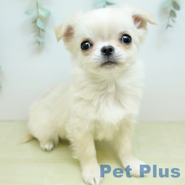 香川県のチワワ(ロング) (ペットプラス 綾川店/2025年11月22日生まれ/男の子/クリーム)の子犬の1枚目の画像