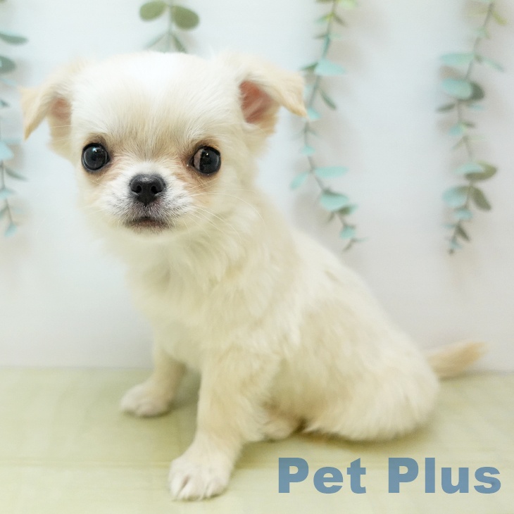 香川県のチワワ(ロング) (ペットプラス 綾川店/2025年11月22日生まれ/男の子/クリーム)の子犬の2枚目の画像
