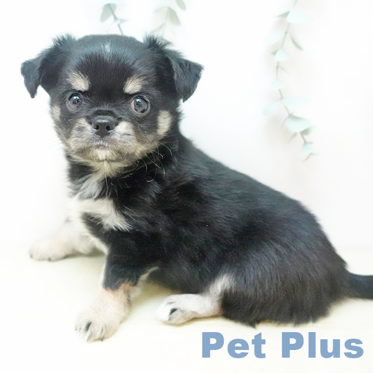 香川県のチワワ(ロング) (ペットプラス 高松店/2025年11月26日生まれ/男の子/ブラッククリーム)の子犬の1枚目の画像