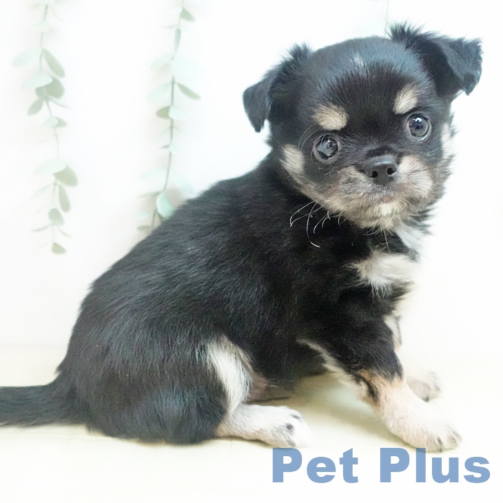 香川県のチワワ(ロング) (ペットプラス 高松店/2025年11月26日生まれ/男の子/ブラッククリーム)の子犬の2枚目の画像