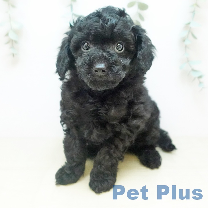 愛媛県のトイプードル(トイ) (ペットプラス 新居浜店/2025年11月24日生まれ/男の子/ブラック)の子犬の1枚目の画像