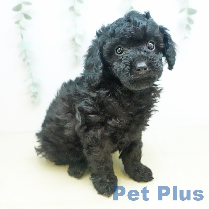 愛媛県のトイプードル(トイ) (ペットプラス 新居浜店/2025年11月24日生まれ/男の子/ブラック)の子犬の2枚目の画像