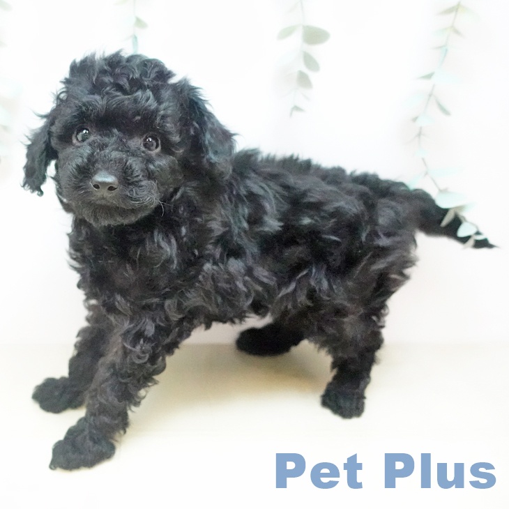 鳥取県のトイプードル(トイ) (ペッツワン 日吉津店/2025年11月24日生まれ/男の子/ブラック)の子犬の1枚目の画像