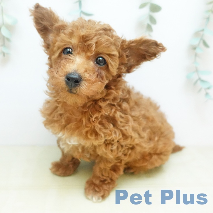 徳島県のトイプードル(トイ) (ペットプラス 徳島店/2025年11月26日生まれ/男の子/レッドフォーン)の子犬の1枚目の画像