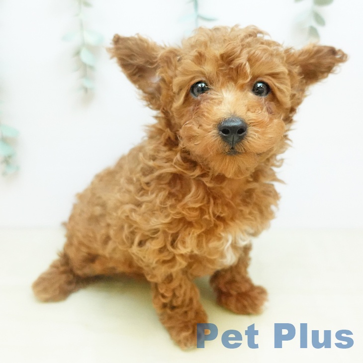 徳島県のトイプードル(トイ) (ペットプラス 徳島店/2025年11月26日生まれ/男の子/レッドフォーン)の子犬の2枚目の画像