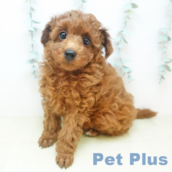 徳島県のトイプードル(トイ) (ペットプラス 徳島店/2025年11月21日生まれ/男の子/レッドフォーン)の子犬の1枚目の画像
