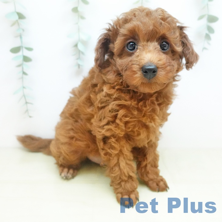 徳島県のトイプードル(トイ) (ペットプラス 徳島店/2025年11月21日生まれ/男の子/レッドフォーン)の子犬の2枚目の画像