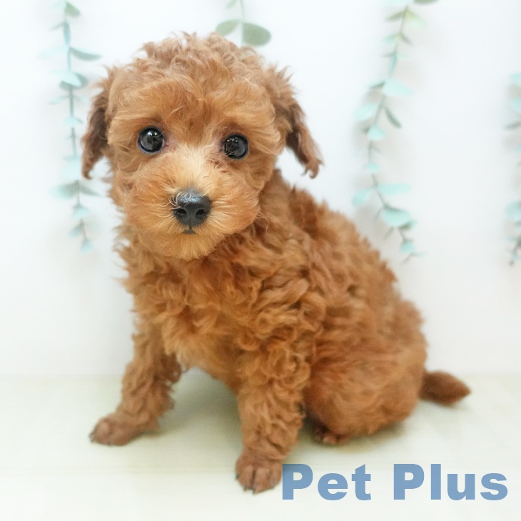 岡山県のトイプードル(トイ) (ペットプラス 岡山店/2025年11月21日生まれ/男の子/レッドフォーン)の子犬の1枚目の画像