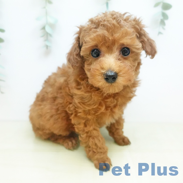 岡山県のトイプードル(トイ) (ペットプラス 岡山店/2025年11月21日生まれ/男の子/レッドフォーン)の子犬の2枚目の画像