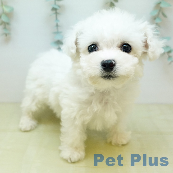 香川県のビションフリーゼ (ペットプラス 高松店/2025年11月17日生まれ/男の子/ホワイト)の子犬の1枚目の画像