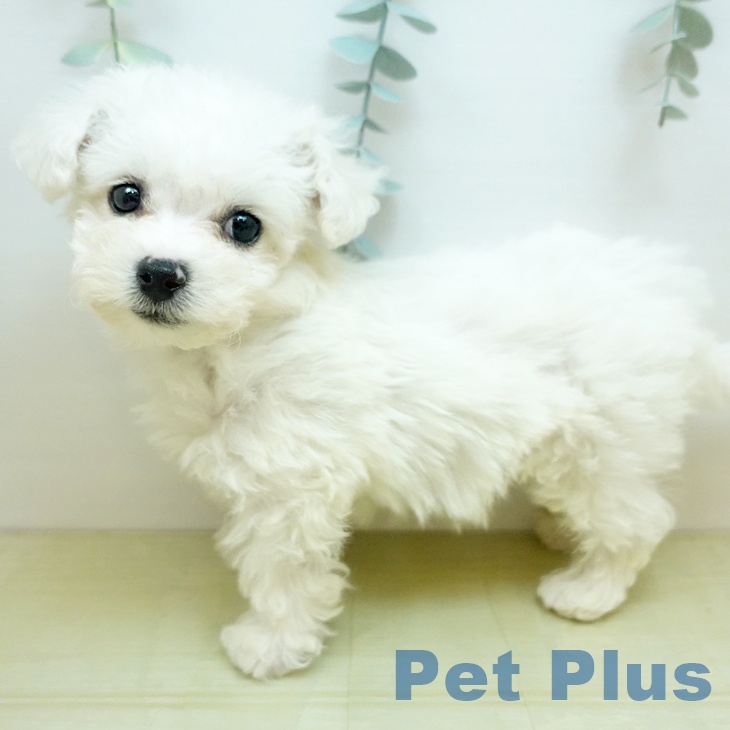香川県のビションフリーゼ (ペットプラス 高松店/2025年11月17日生まれ/男の子/ホワイト)の子犬の2枚目の画像