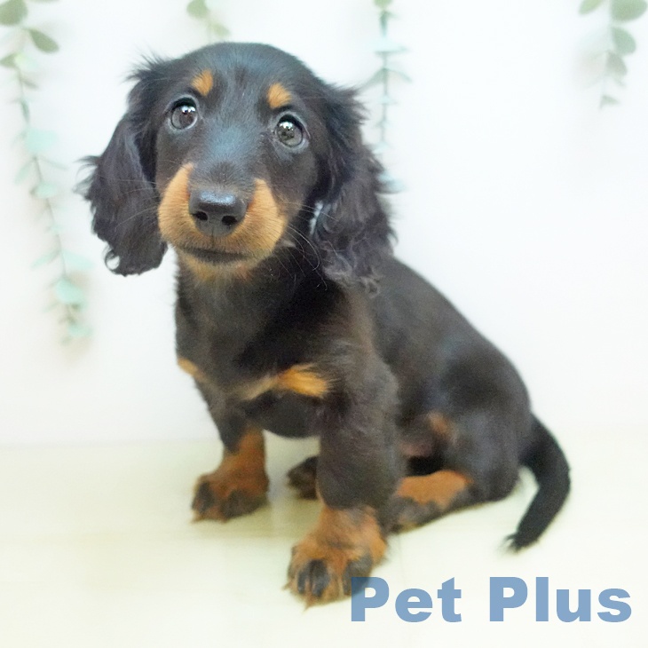 香川県のカニンヘンダックスフンド(ロング) (ペットプラス 綾川店/2025年11月22日生まれ/女の子/ブラックタン)の子犬の1枚目の画像