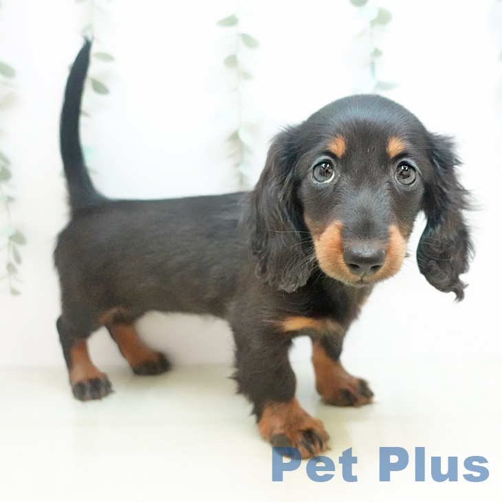 香川県のカニンヘンダックスフンド(ロング) (ペットプラス 綾川店/2025年11月22日生まれ/女の子/ブラックタン)の子犬の2枚目の画像